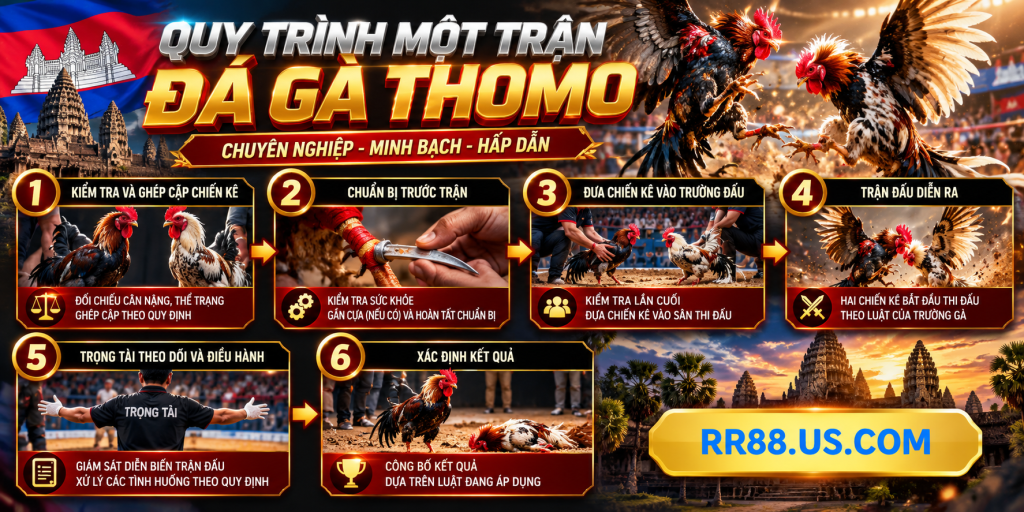 Quy trình một trận Đá Gà Thomo